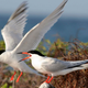 The endangered roseate tern. Image: Wikimedia Commons